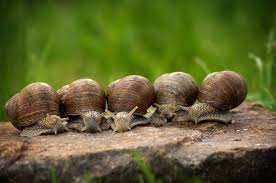 SEANERGY VERGETURES CRÈME RÉPARATRICE ET RÉGÉNÉRANT À BASE DES BAVES D'ESCARGOT 300ml